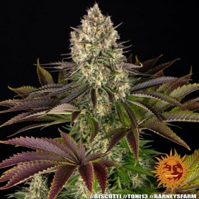 Barney's Farm Biscotti Seeds 3 Stk.