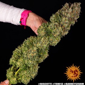 Barney's Farm Biscotti Seeds 3 Stk.