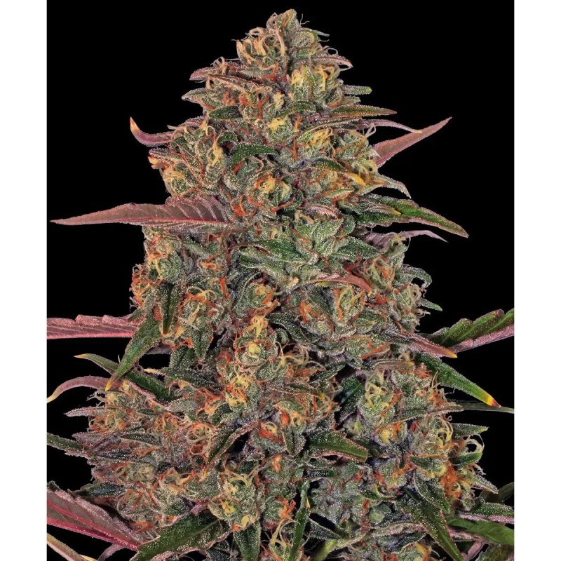 Barney's Farm Pineapple Chunk Cannabis Samen Seeds