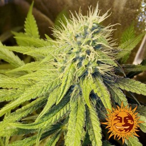 Barney's Farm Pineapple Chunk Cannabis Samen Seeds