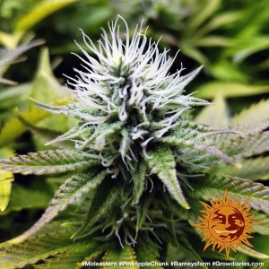 Barney's Farm Pineapple Chunk Cannabis Samen Seeds