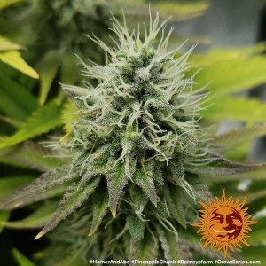 Barney's Farm Pineapple Chunk Cannabis Samen Seeds