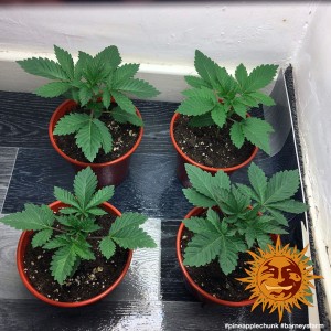 Barney's Farm Pineapple Chunk Cannabis Samen Seeds