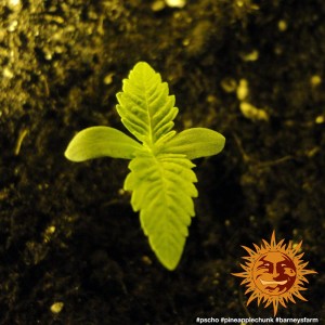 Barney's Farm Pineapple Chunk Cannabis Samen Seeds