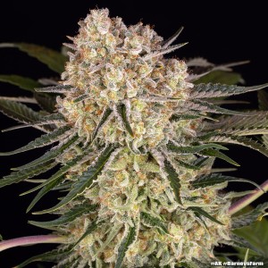 Barney's Farm AK Feminisierte Cannabis-Samen 3 Stk.