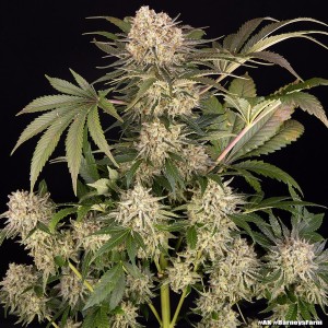 Barney's Farm AK Feminisierte Cannabis-Samen 3 Stk.