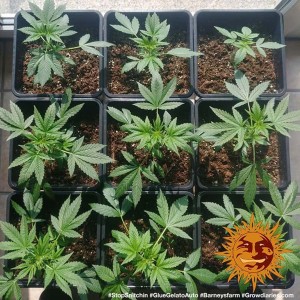 Barney's Farm Glue Gelato Auto Cannabis Samen 3 Stk.
