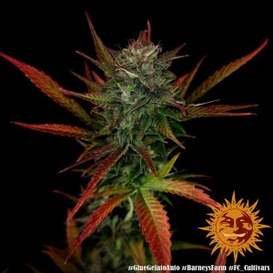 Barney's Farm Glue Gelato Auto Cannabis Samen 3 Stk.