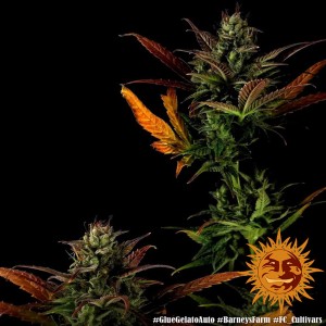 Barney's Farm Glue Gelato Auto Cannabis Samen 3 Stk.