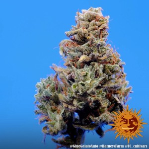 Barney's Farm Glue Gelato Auto Cannabis Samen 3 Stk.