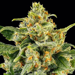 Barney's Farm Skunk #1 Feminisierte Cannabis Samen 3 Stk.